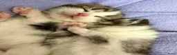Mixed Breed cats for sale: Beautiful Bengal Cross Maine Coon Babies  - Advert 6
