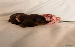 Miniature Dachshund dogs for sale: Stunning miniature dachshunds - tiny parents  - Image 19