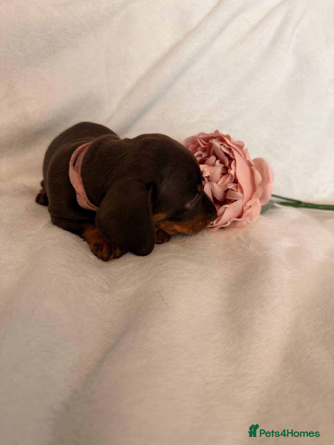 Miniature Dachshund dogs for sale: Stunning miniature dachshunds - tiny parents  - Image 19