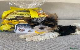 Yorkshire Terrier dogs for sale: Beautiful very small xxxs Biewer Yorkshire Terrier - Image 20