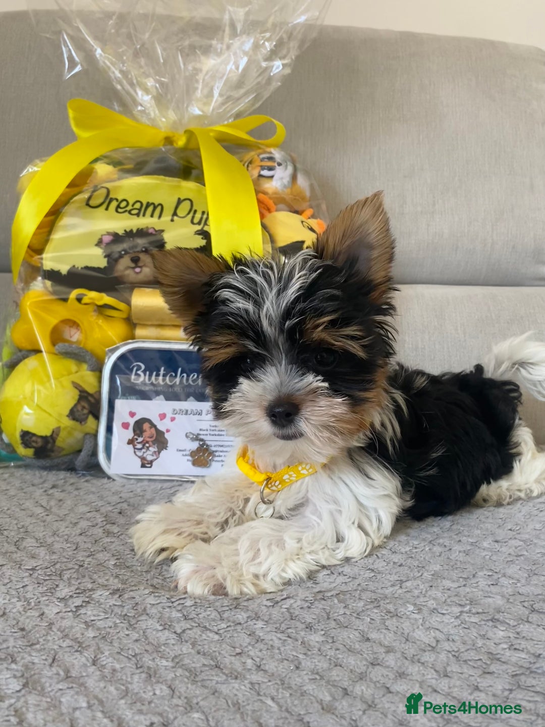 Yorkshire Terrier dogs for sale: Beautiful very small xxxs Biewer Yorkshire Terrier - Image 20