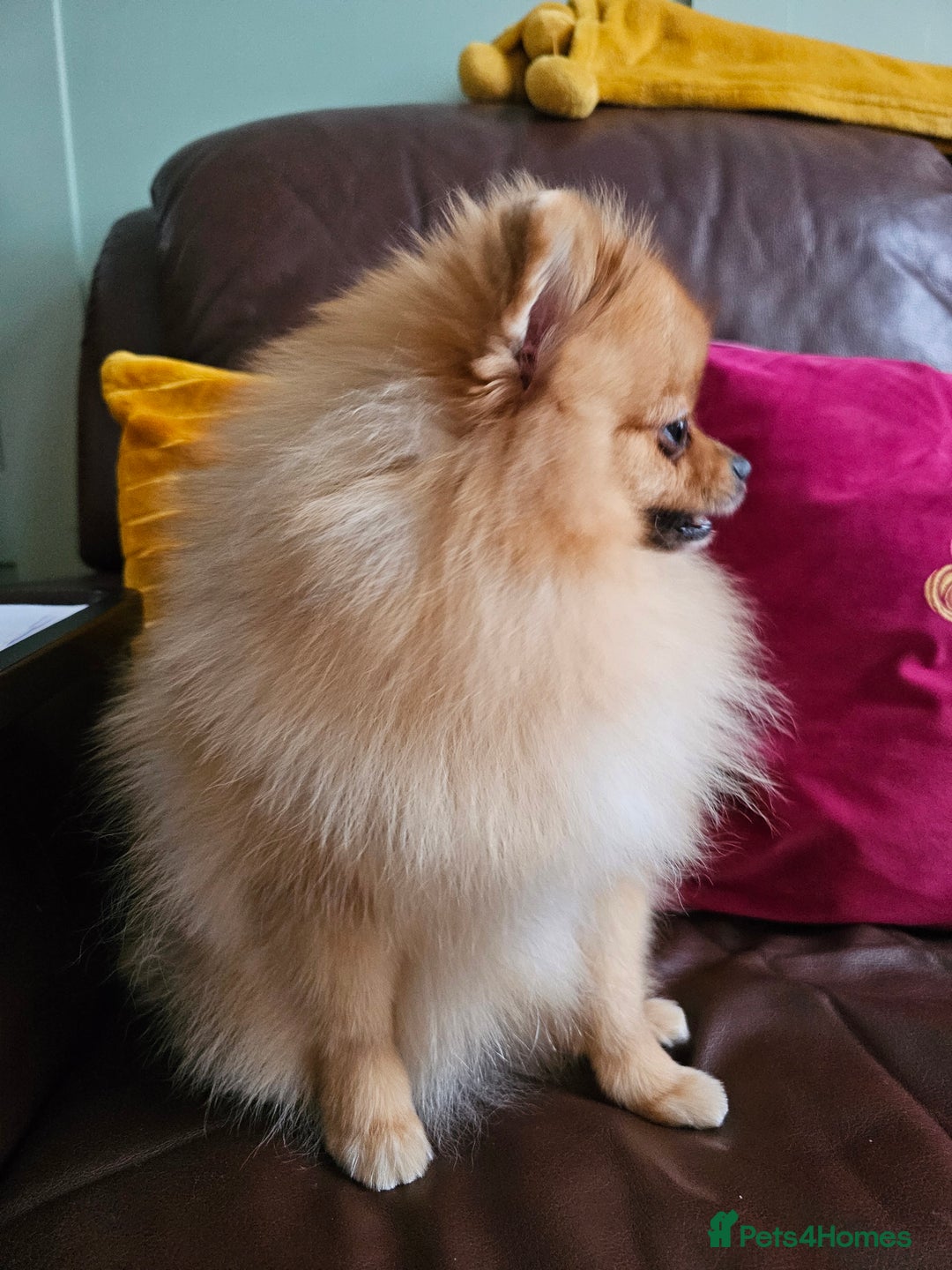 Pomeranian dogs for sale: RKC Registered Girl – 11 Months Old, Tiny 2.1kg - Advert 8