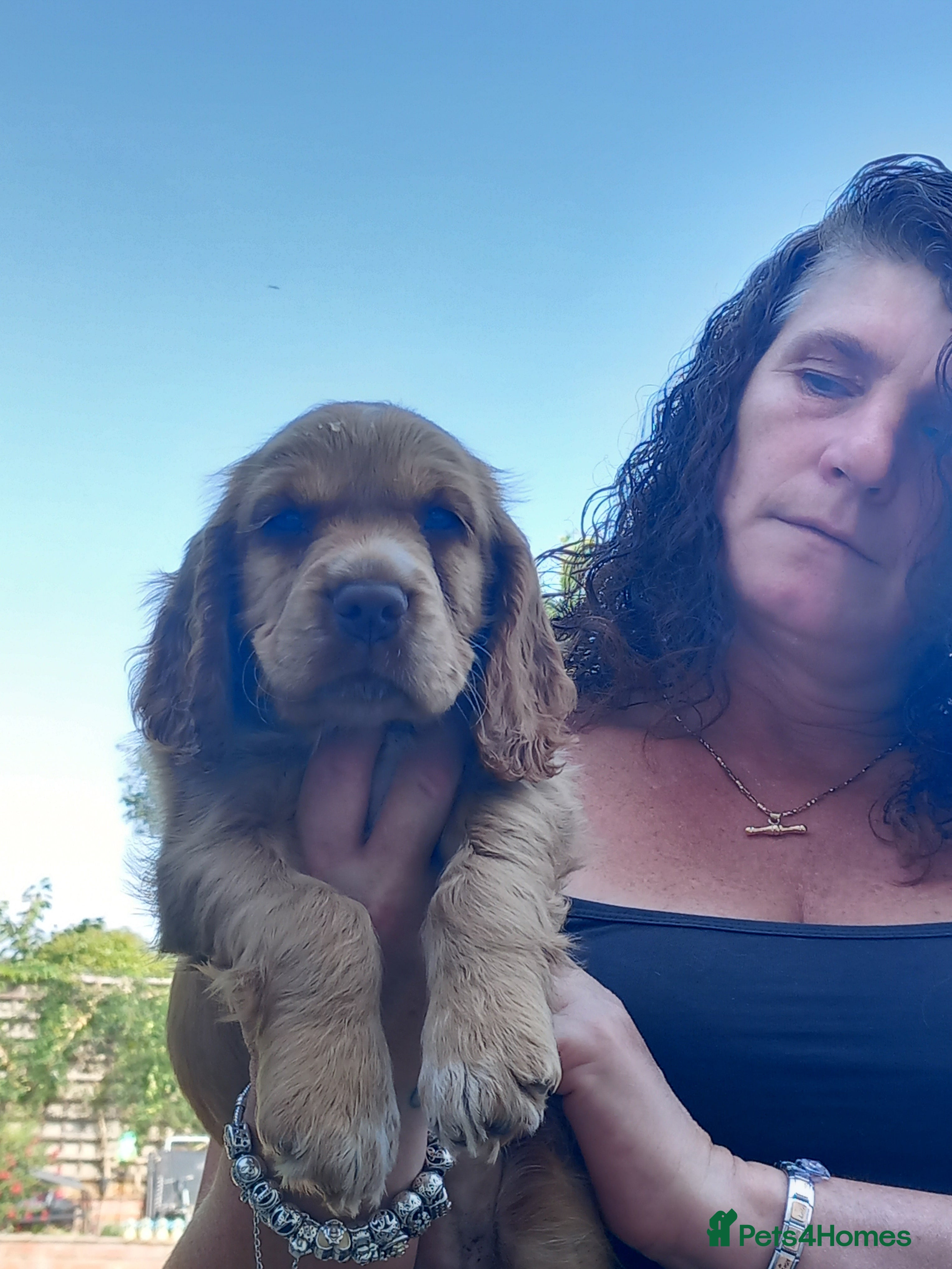 Cocker Spaniel dogs Cocker spaneil puppies  - Advert 2