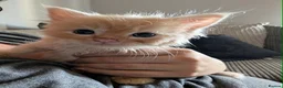 Ragcoon cats for sale: Beautiful Ragcoon Litter - Advert 7