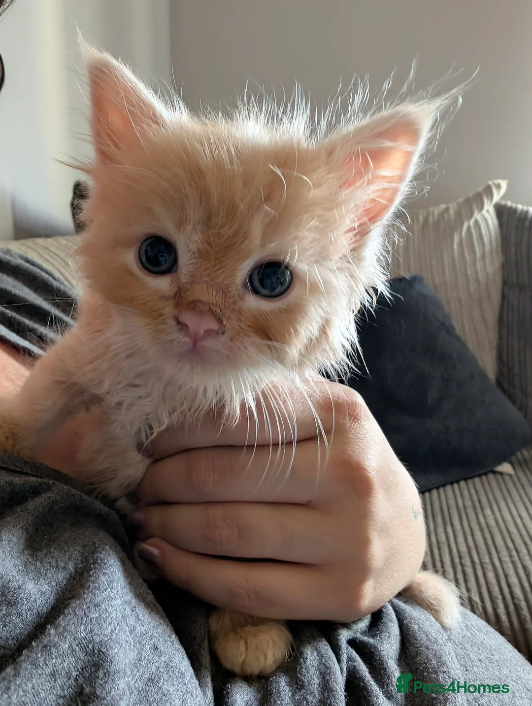 Ragcoon cats for sale: Beautiful Ragcoon Litter - Advert 7