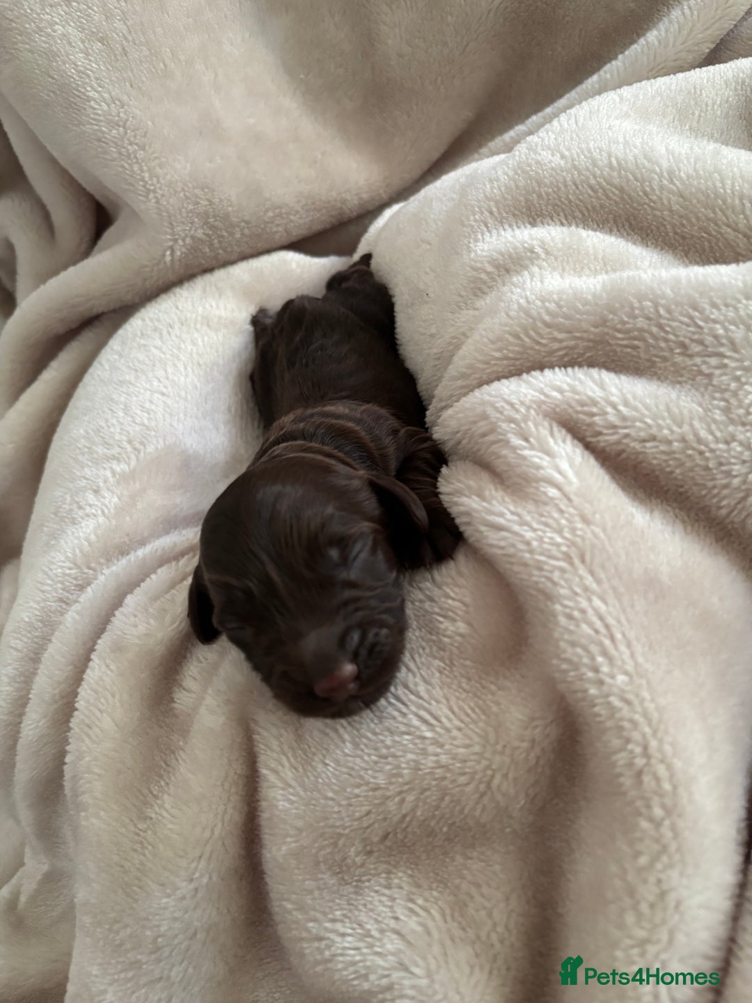 Cockapoo dogs for sale: Cockapoos puppies for sale *ready 19th feb* - Advert 24