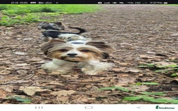 Biewer Terrier dogs for sale: Pure Biewer Girl looking for forever home - Advert 1