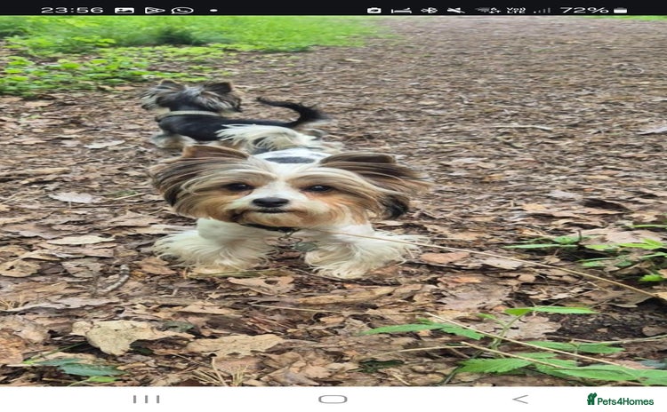 Biewer Terrier dogs Pure Biewer Girl looking for forever home - Advert 5