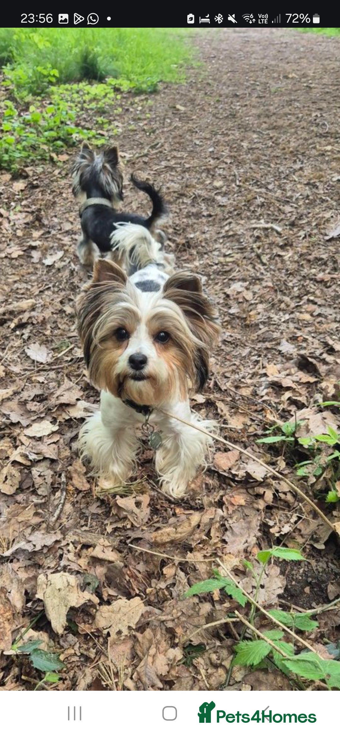 Biewer Terrier dogs for sale: Pure Biewer Girl looking for forever home - Advert 1