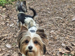 Biewer Terrier dogs for sale: Pure Biewer Girl looking for forever home - Advert 1
