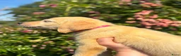 Goldador dogs for sale: GOLDADOR PUPPIES READY FOR NEW HOMES - Advert 15