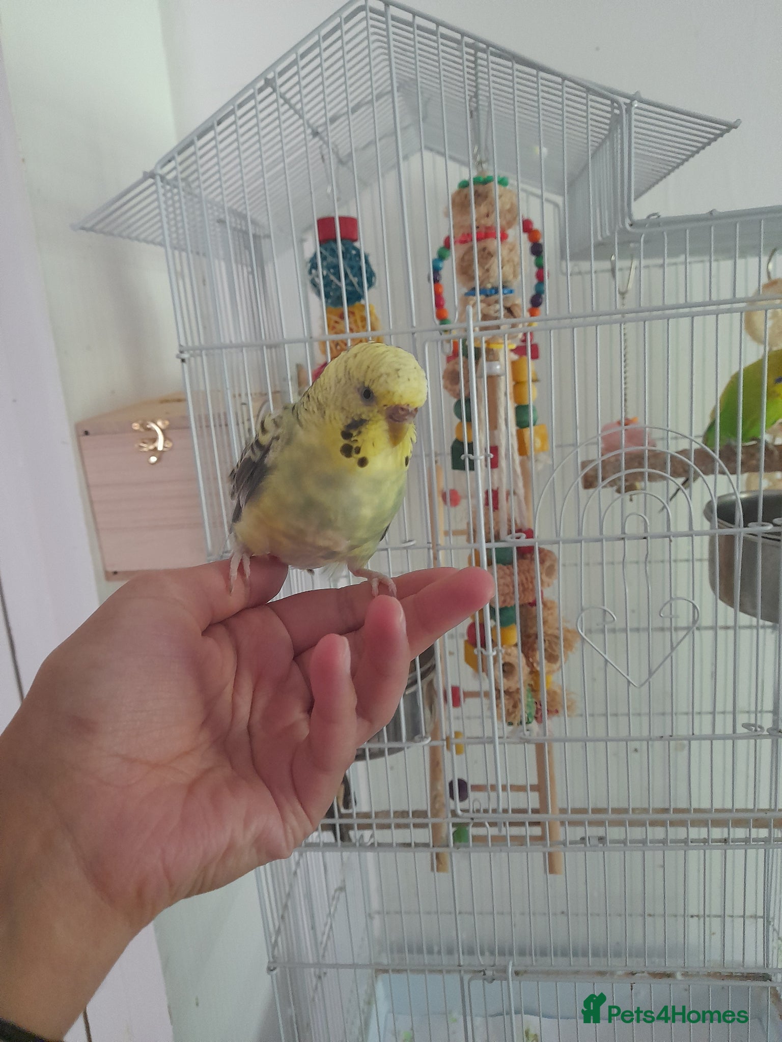 Budgerigars birds for sale: 2 budgies with large cage in High Wycombe - Advert 2