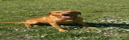Labrador Retriever dogs for stud: KC Labrador for Stud 16 Champions in Lineage - Advert 10