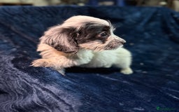 Mixed Breed dogs for sale: 3/4 spaniels 1/4 jack Russel puppy’s 🩷 - Image 28