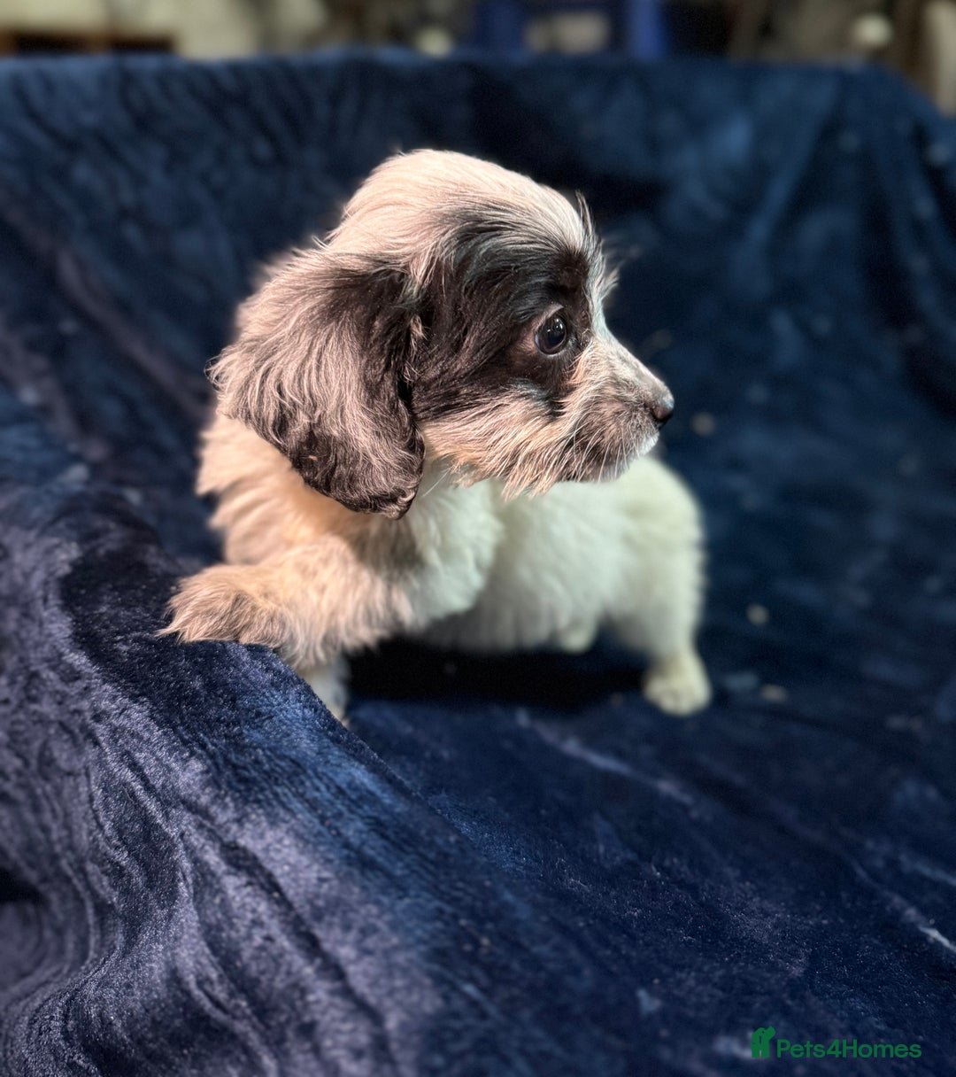Mixed Breed dogs for sale: 3/4 spaniels 1/4 jack Russel puppy’s 🩷 - Image 28