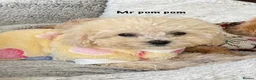 Toy Poodle dogs for sale: Pure Asian Toy poodles/Mom & Dad DNA Tested Clear - Advert 6