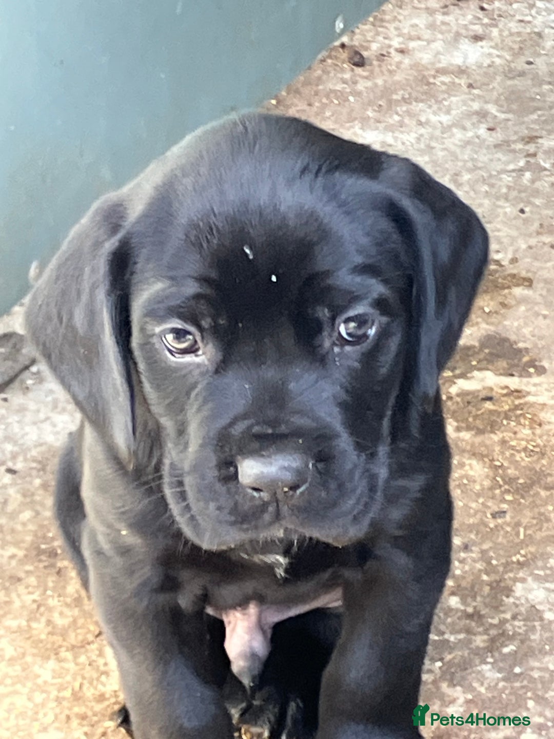 Mixed Breed dogs for sale: PUGGLES - Image 5