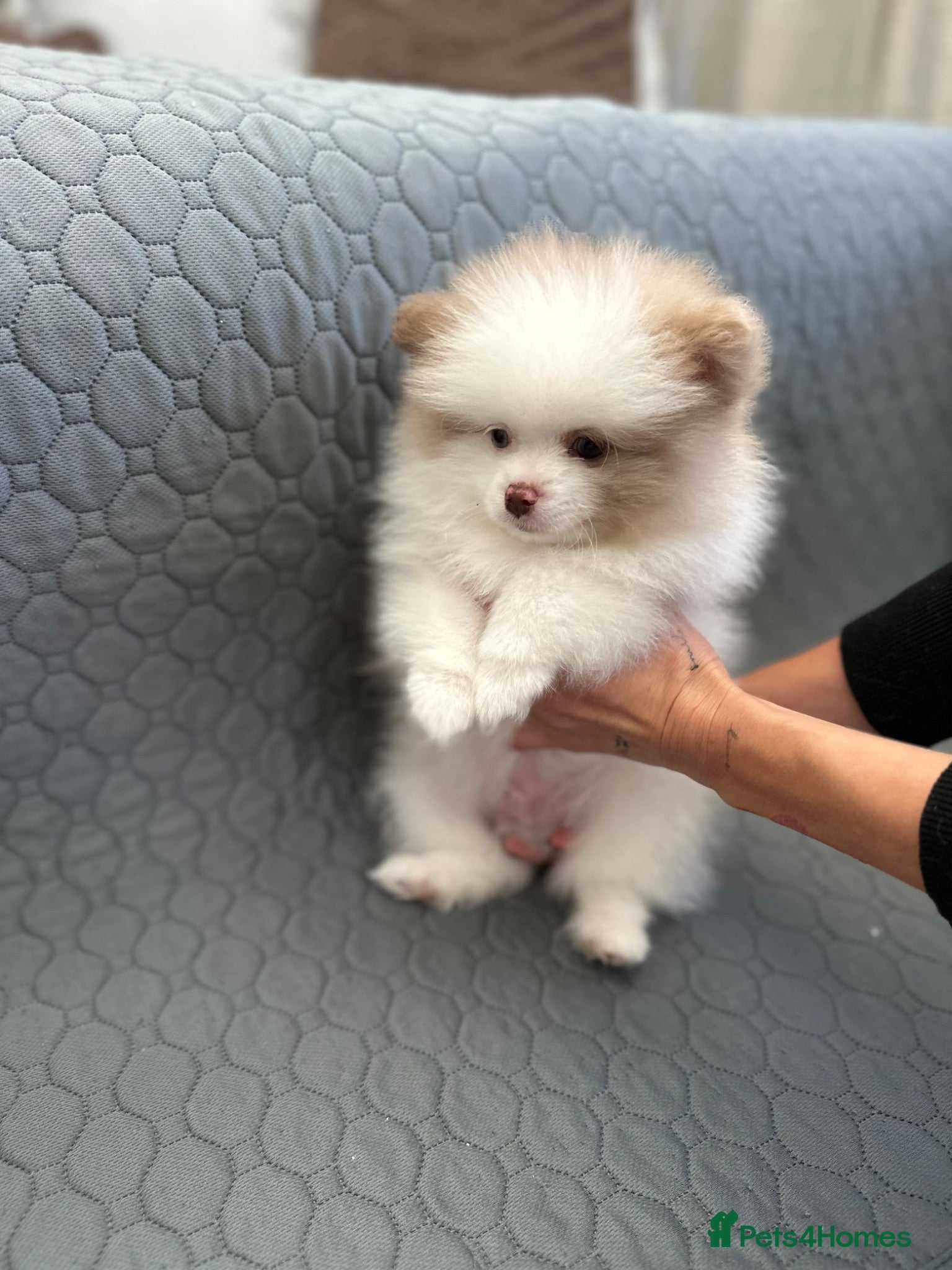 Pomeranian dogs   🤍 Pomeranian With Sweet Temperament - Advert 2