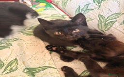 Domestic Shorthair cats for sale: 2 beautiful black and brown kittens  - Image 6