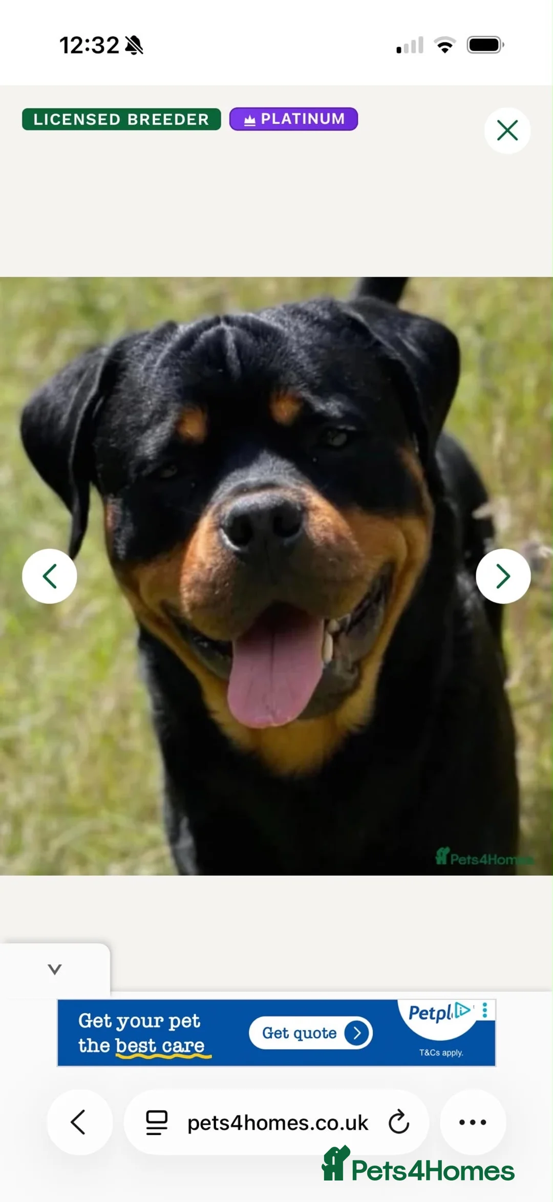 Rottweiler dogs for sale: Bambi - Advert 2