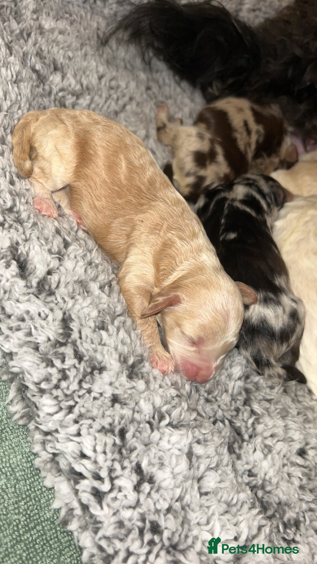 Cockapoo dogs for sale: Beautiful F2s Cockapoo puppies 🏡🐶  - Advert 13