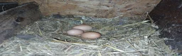 Chickens poultry for sale: Laying chickens - Advert 4