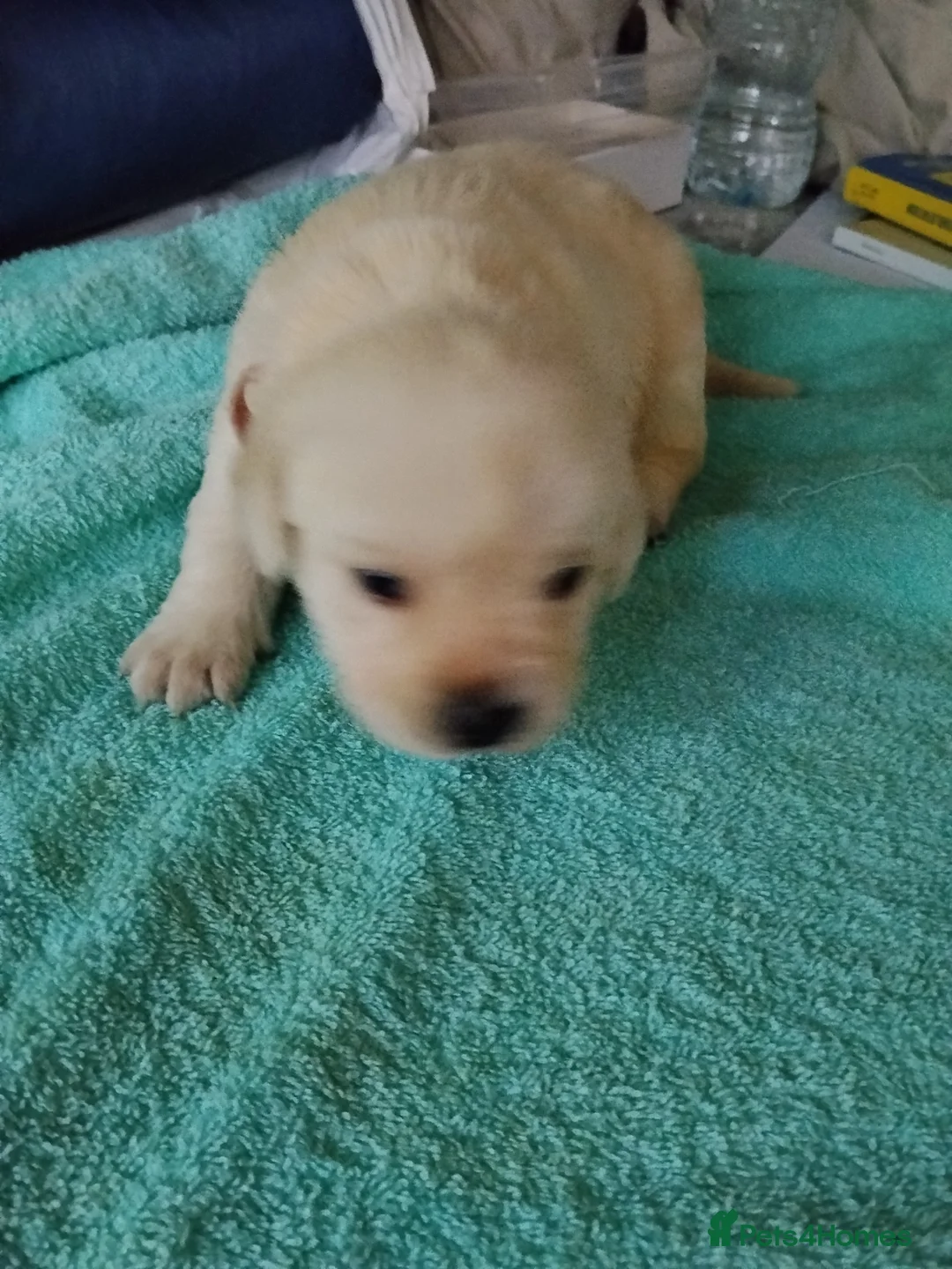 Labrador Retriever dogs for sale: 6 Yellow/Black Labrador Retrievers - Advert 16