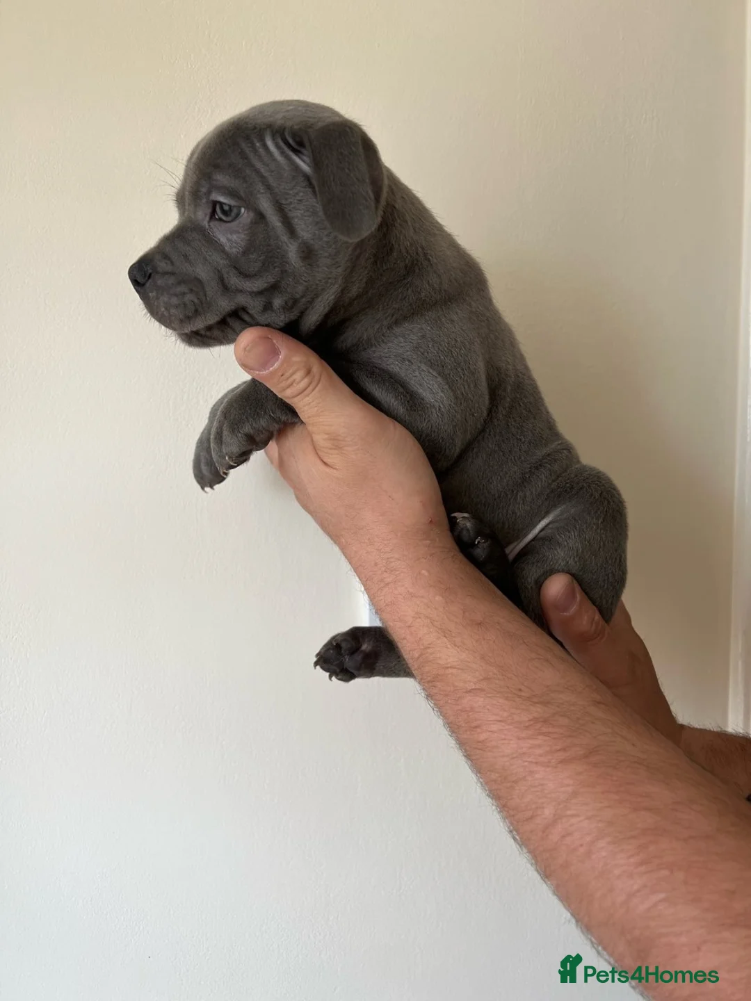 Staffordshire Bull Terrier dogs for stud: REGGIE kc PROVEN (HEALTH TESTED) Dark Blue in Wisbech - Advert 10