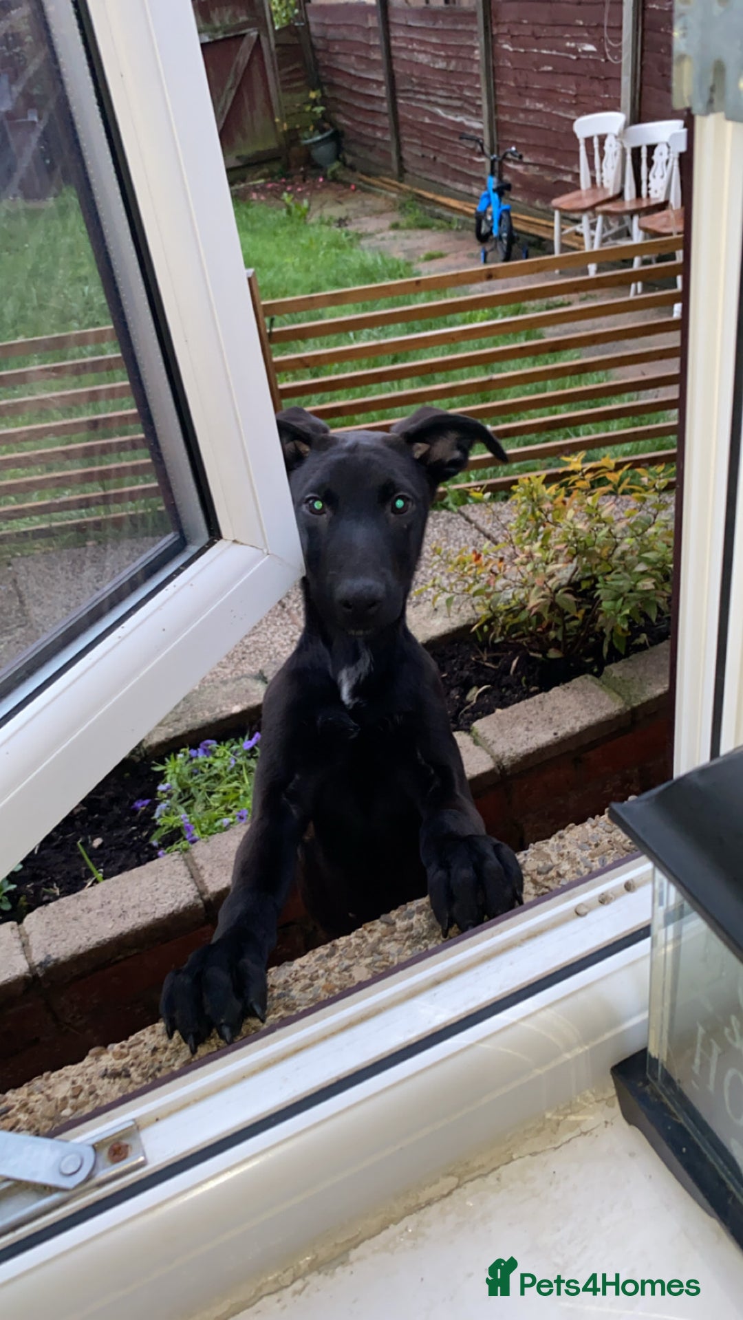 Mixed Breed dogs for sale: Saluki bull greyhound cross mali - Image 5
