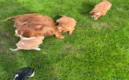 Cavalier King Charles Spaniel dogs for sale: HEALTH TESTED KC REG low co eff cavalier puppies - Image 7