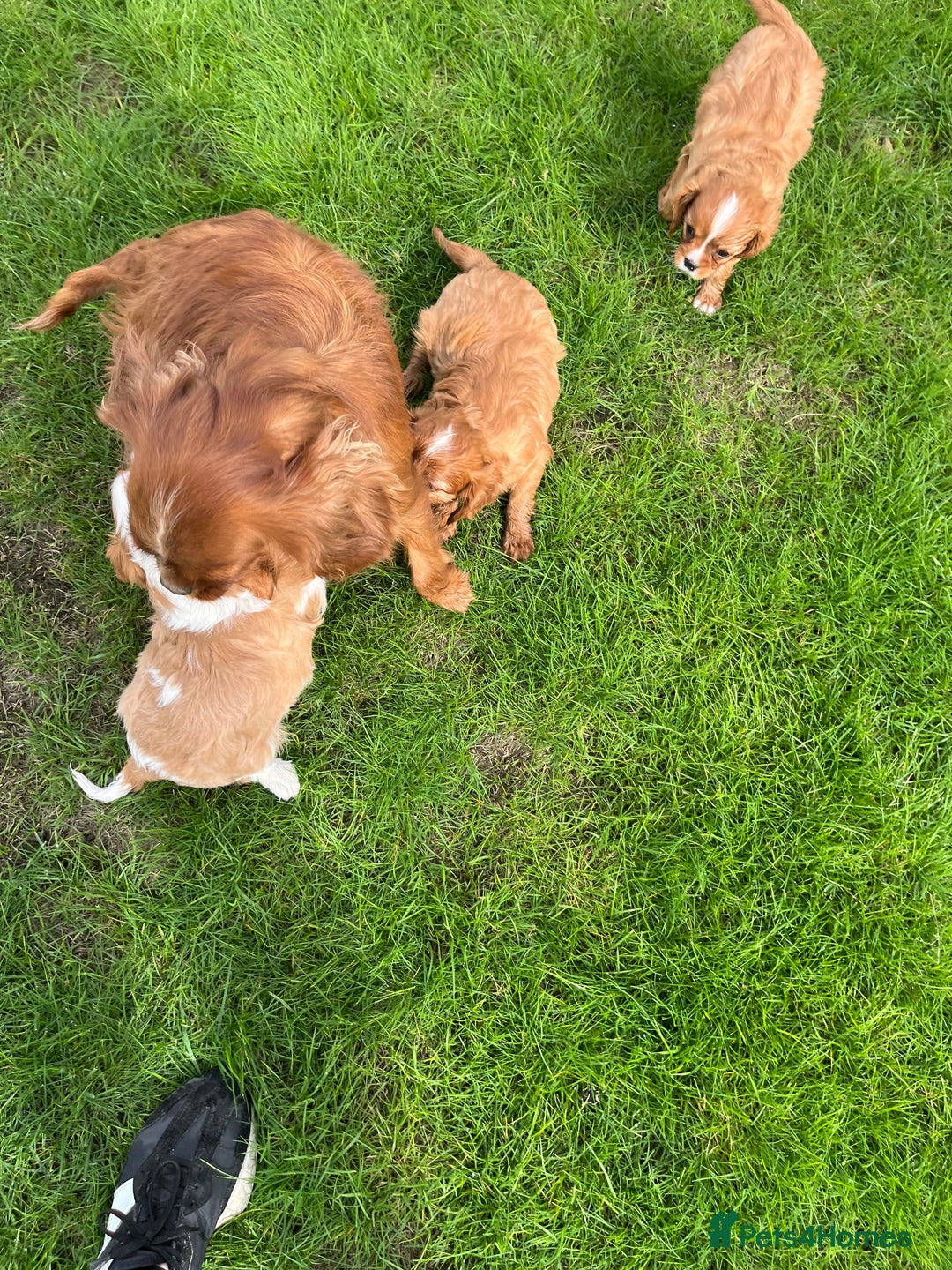 Cavalier King Charles Spaniel dogs for sale: HEALTH TESTED KC REG low co eff cavalier puppies - Image 7