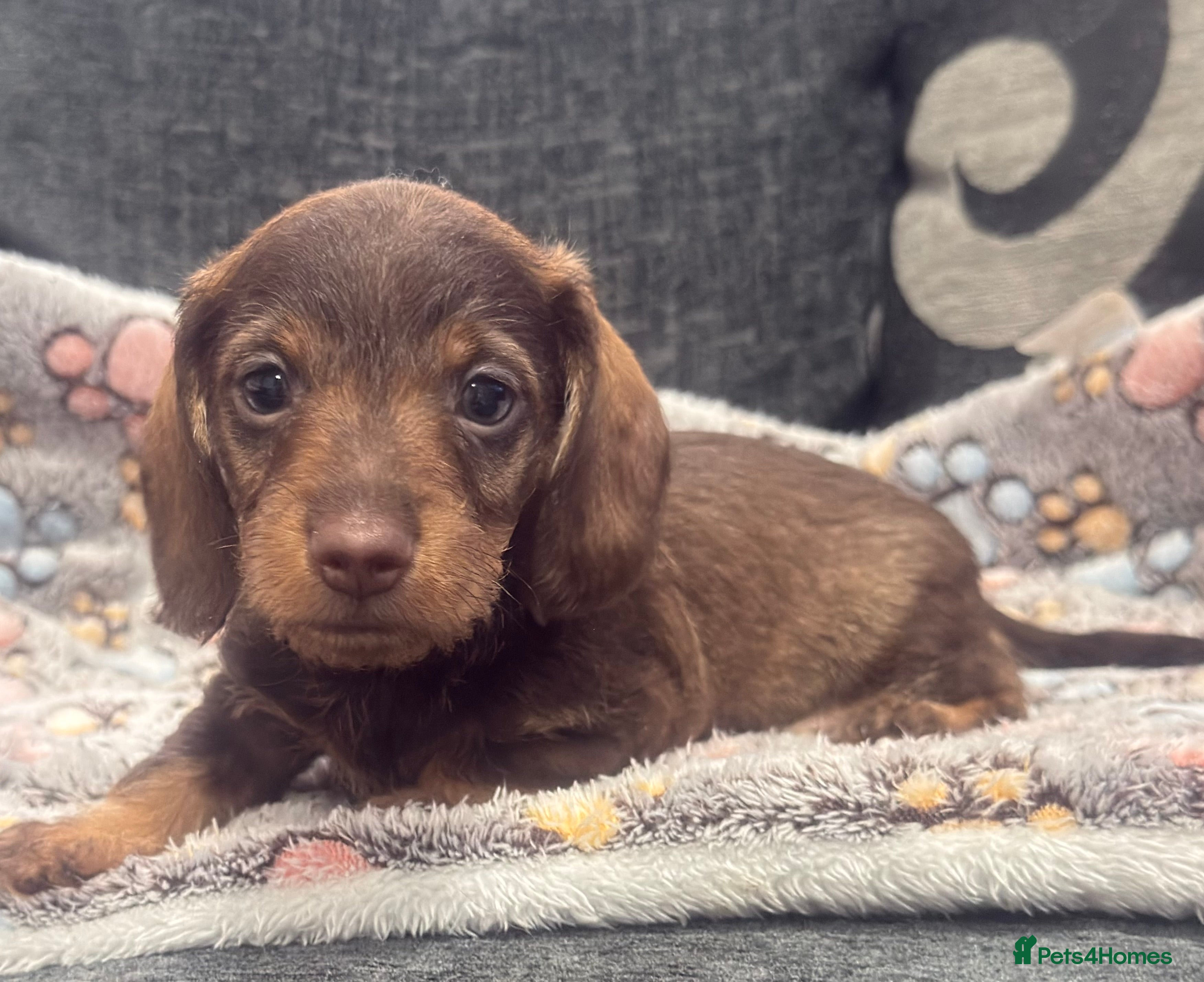 Miniature Dachshund dogs Wire haired puppies! Boys and girls - Advert 11