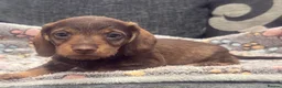 Miniature Dachshund dogs for sale: Wire haired puppies! Boys and girls - Advert 16