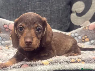 Miniature Dachshund dogs Wire haired puppies! Boys and girls - Advert 11