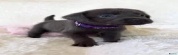 Labrador Retriever dogs for sale: Health Tested KC Registered Labrador Pups - Advert 27