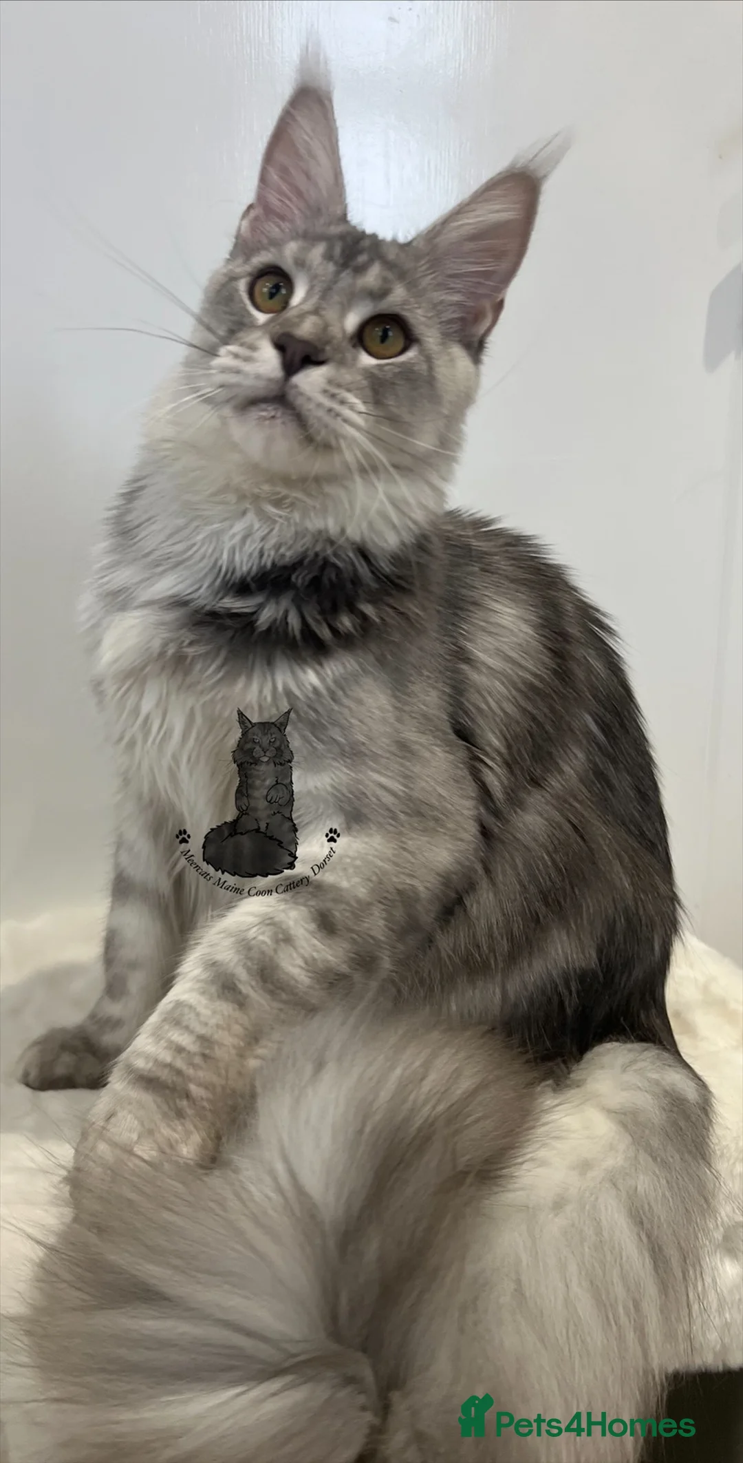 Maine Coon cats for sale: Kitten big XXL black  silver tabby Maine Coon - Advert 3