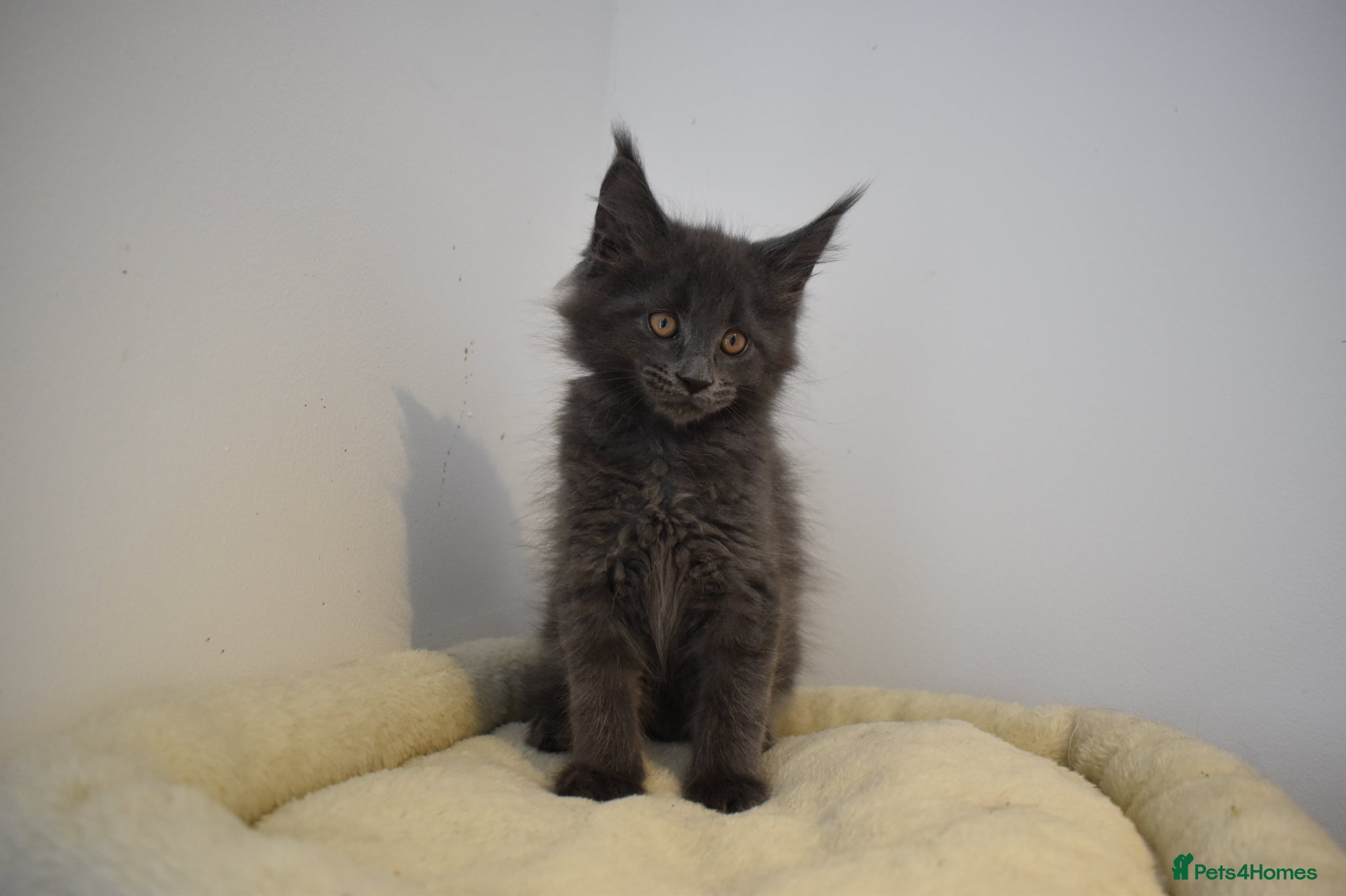 Maine Coon cats 👻😻 TICA REGISTERED Maine coon for sale👻😻 - Advert 2