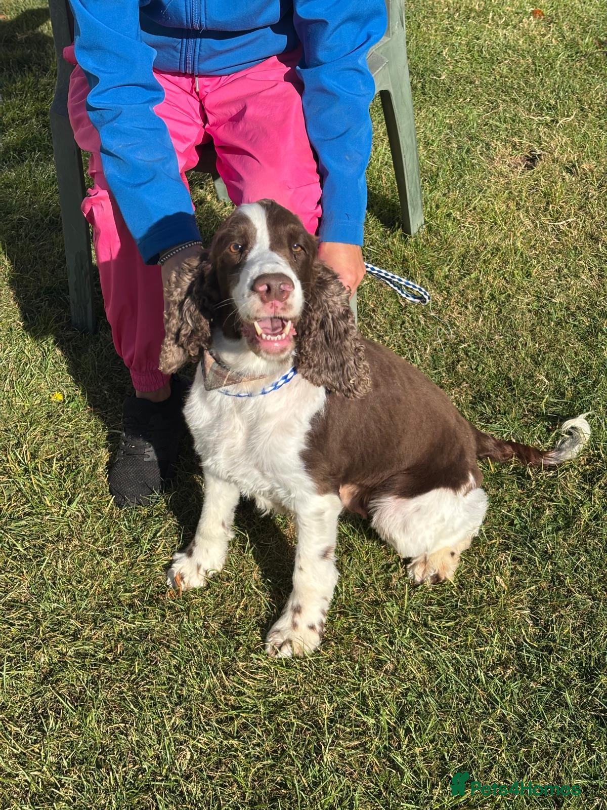 English Springer Spaniel dogs English Springer Spaniel - Advert 8