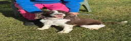 English Springer Spaniel dogs for sale: English Springer Spaniel - Advert 1