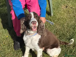 English Springer Spaniel dogs English Springer Spaniel - Advert 8
