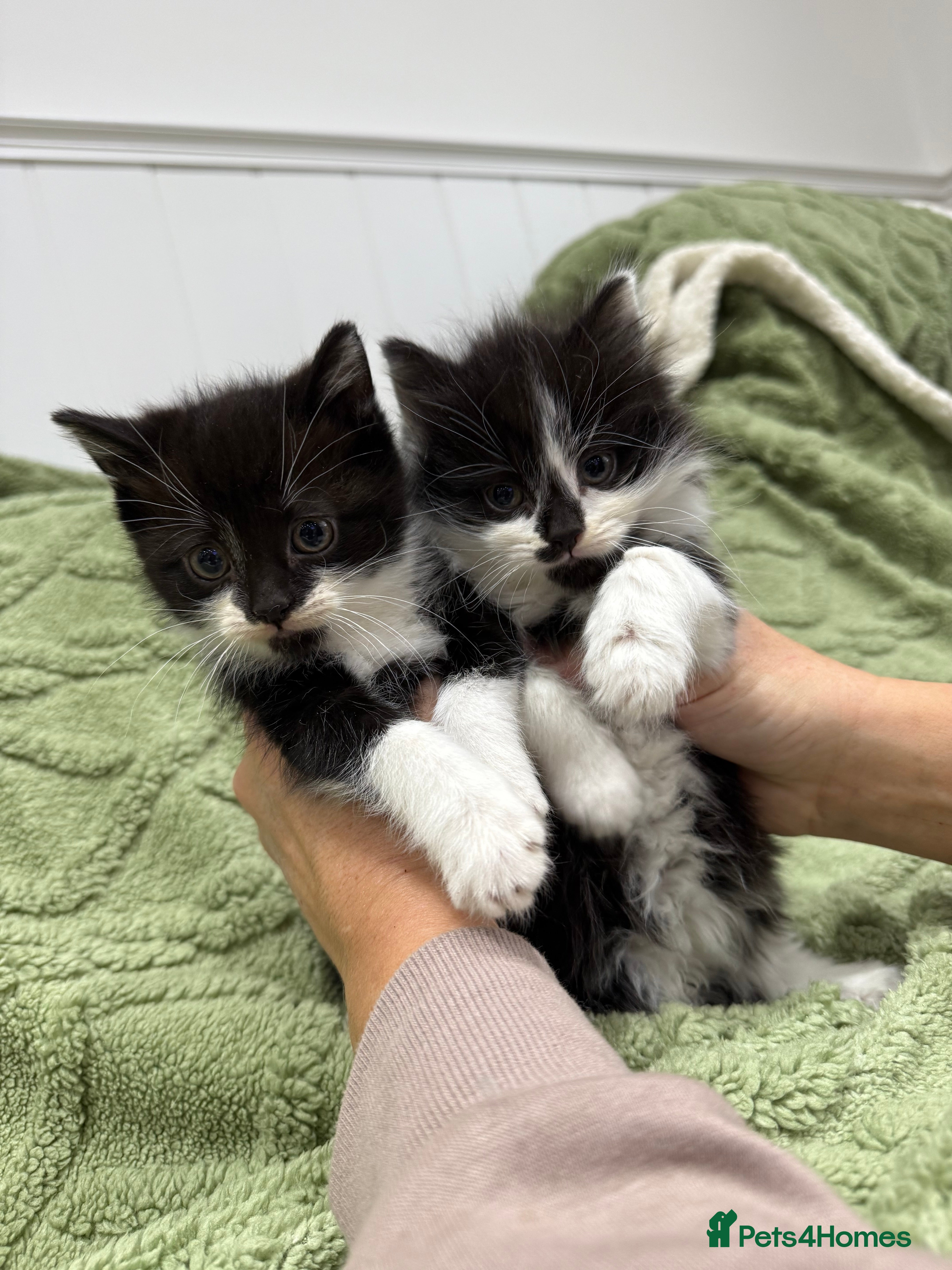 Mixed Breed cats Beautiful black and white kittens - Advert 3