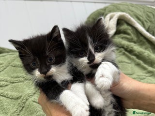 Mixed Breed cats Beautiful black and white kittens - Advert 1