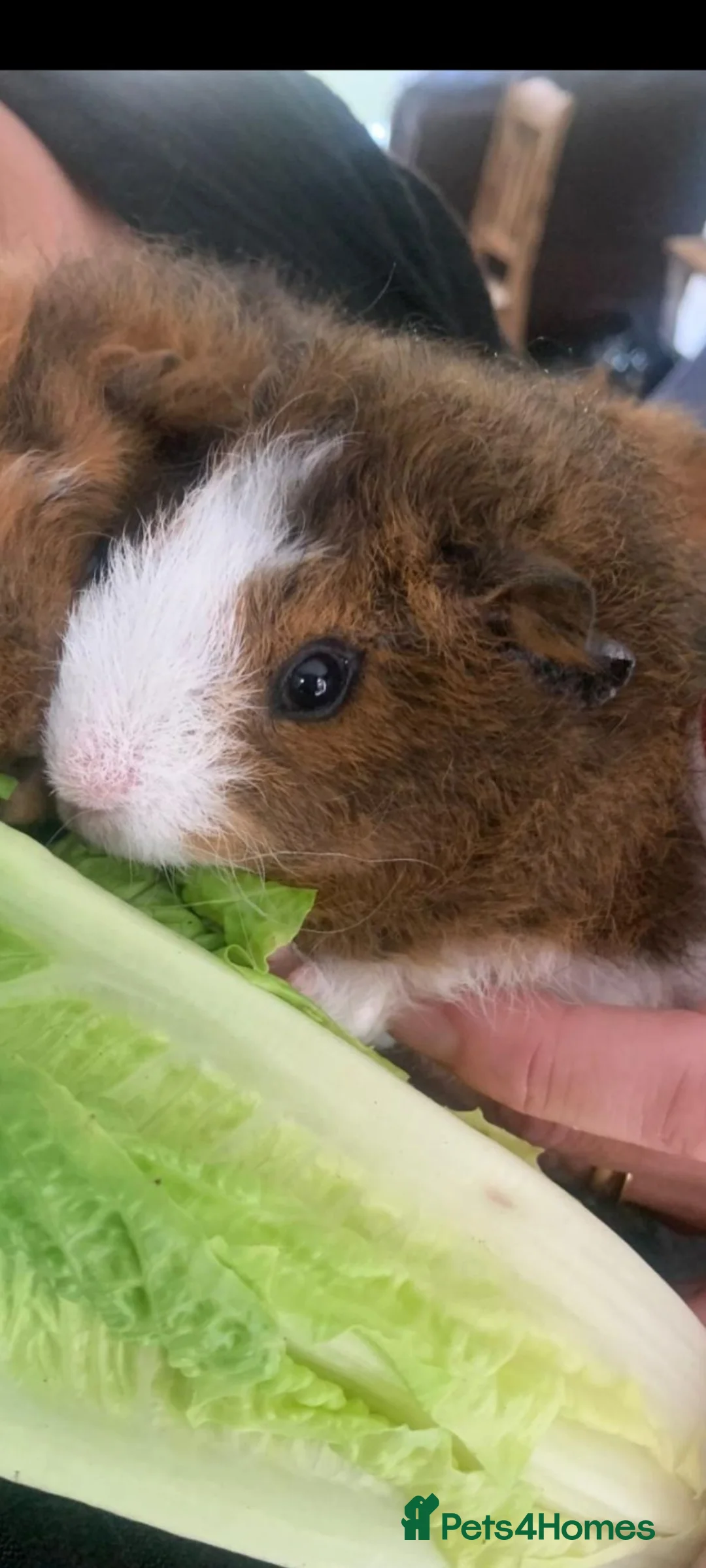 Guinea Pig rodents for sale: Male guinea pigs  in Pontypool - Advert 2