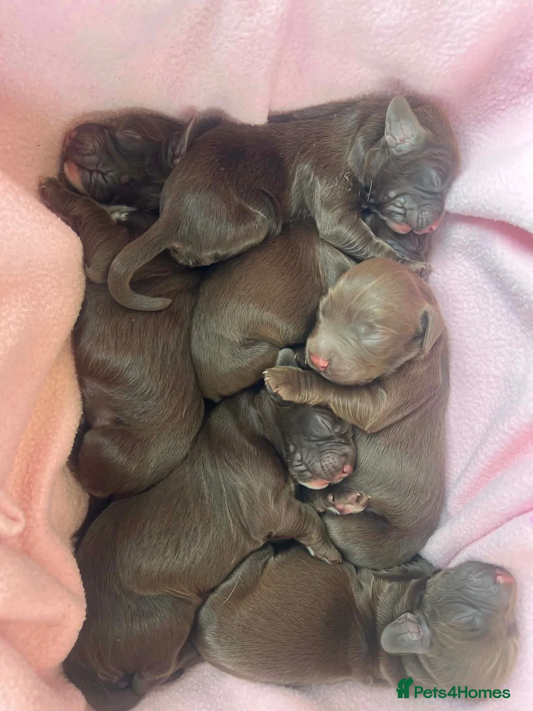 Cocker Spaniel dogs for sale: Kc registered working cocker puppies  - Advert 1
