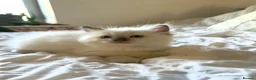 Ragdoll cats for sale: ✨ Beautiful Ragdoll Kittens ✨  - Advert 8