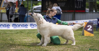 Golden Retriever dogs - Advert 13