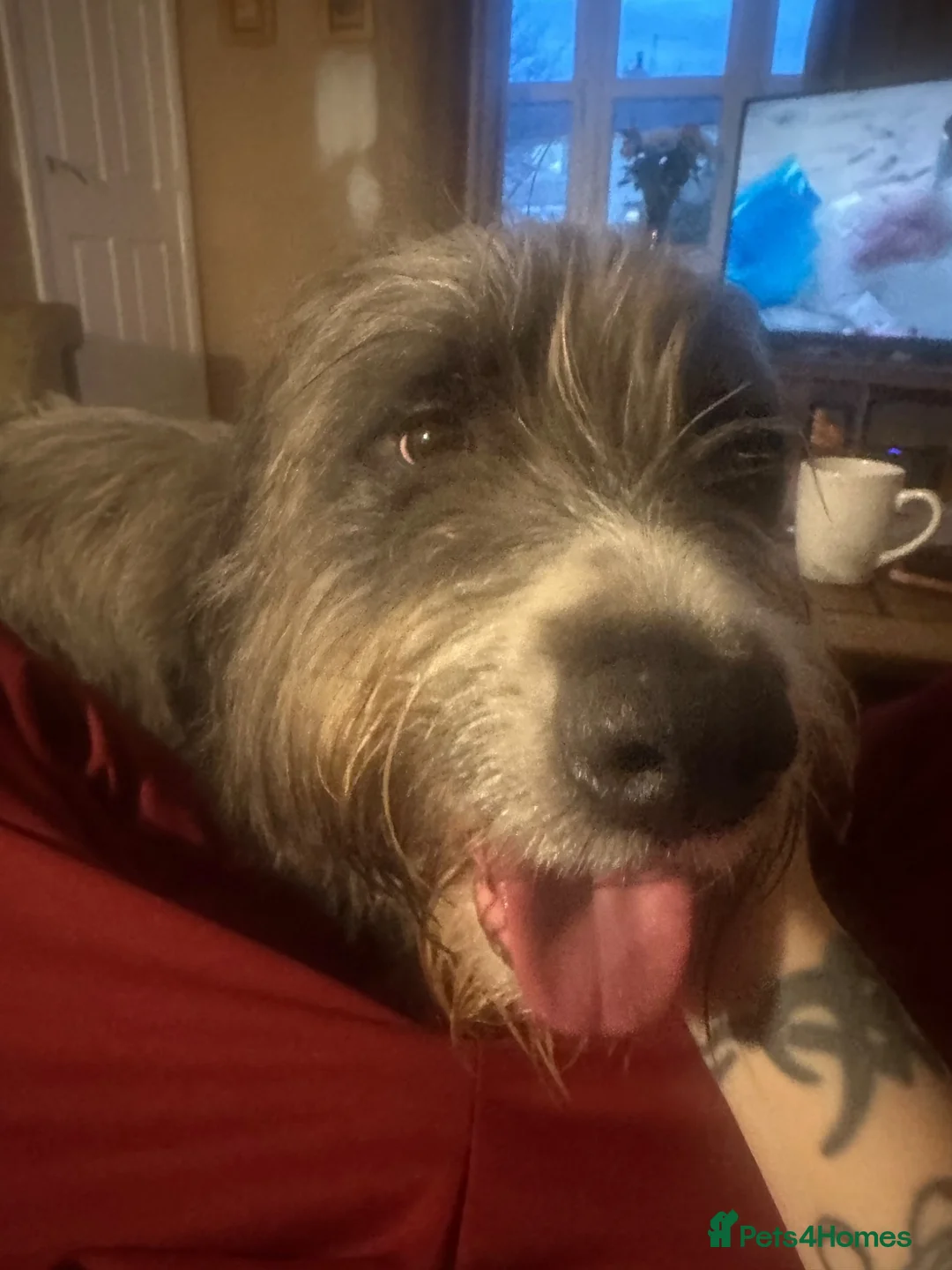 Mixed Breed dogs for sale: Lucifer  - Advert 2