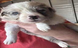 Border Collie dogs for sale: Stunning Border Collie Puppies - Image 7