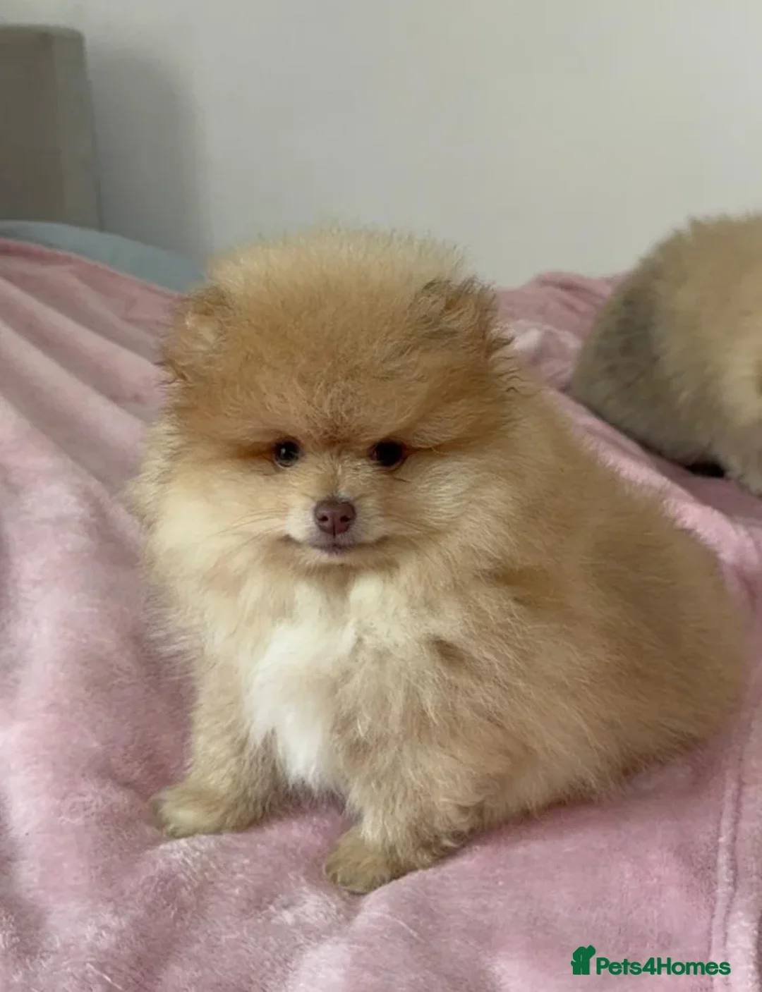 Pomeranian dogs for sale: Mini Pomeranian puppy  in London - Advert 1