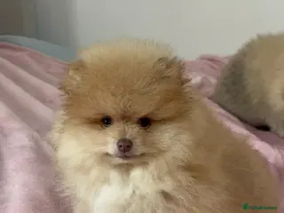 Pomeranian dogs Mini Pomeranian puppy in London - Advert 1